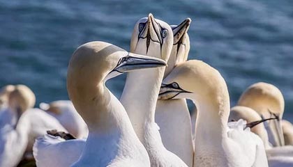 九游娱乐APP-自动驾驶科技加入F1赛场引发热议，自动驾驶大赛第一名