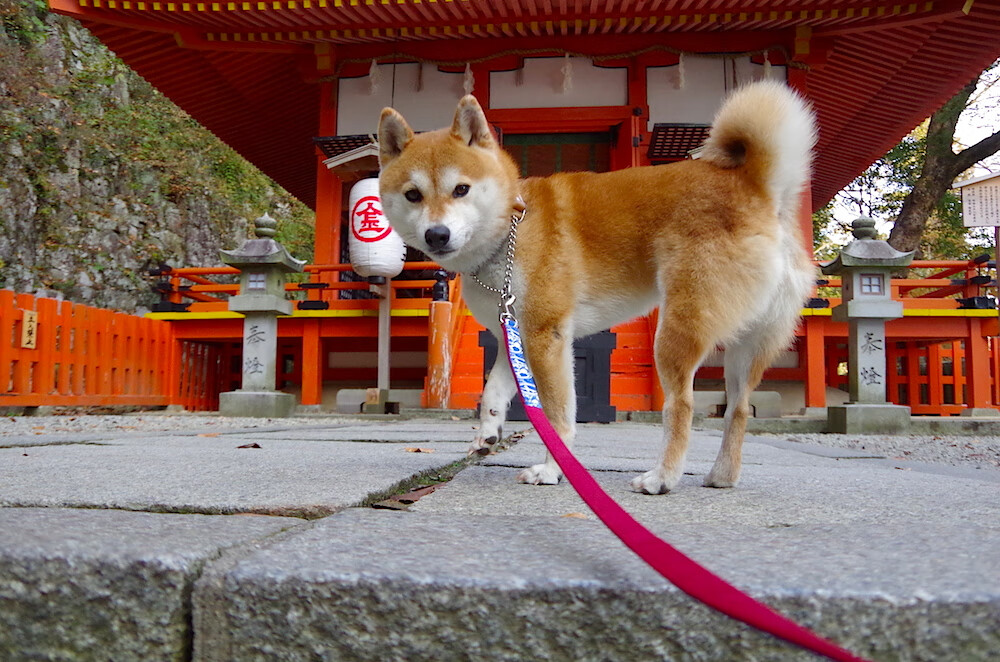 九游网页版官网-瑞典队乒乓战术：精准变化与策略性发球，瑞典乒乓球国家队