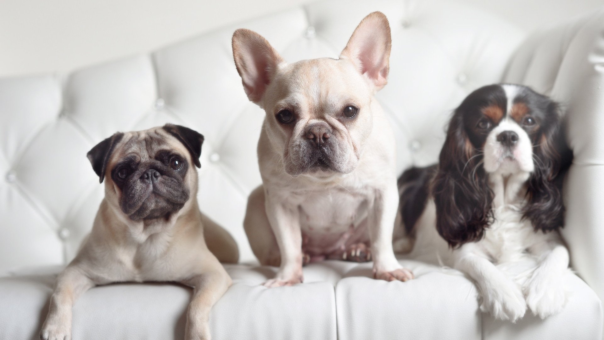 -那不勒斯攻守均衡体现团队战术执行，那不勒斯实力如何