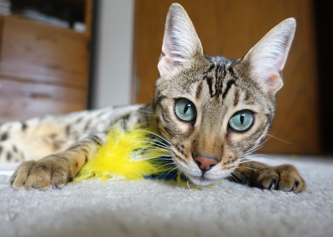 九游（jiuyou.com）游戏-青训体系与职业联赛衔接不畅，青训队和职业队的区别