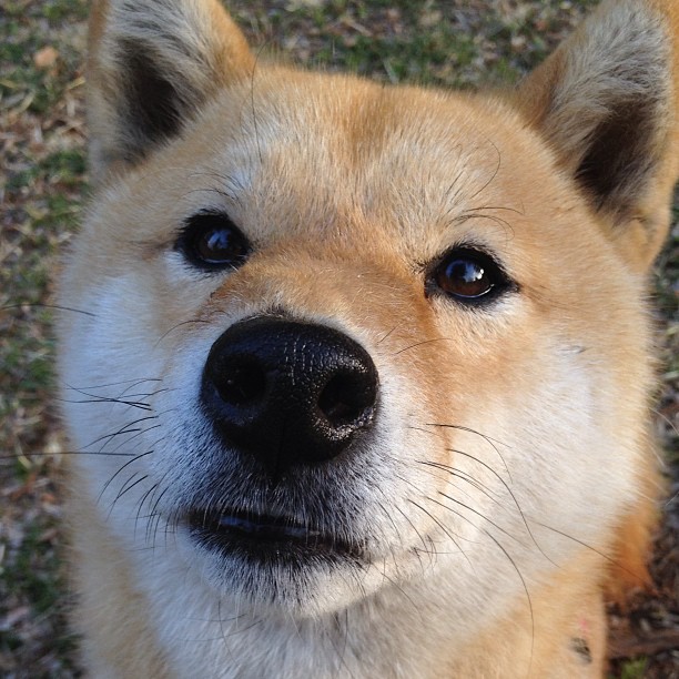 JIU YOU GAME-全队参与公益跑步活动践行社会责任展示运动员榜样力量，跑步公益组织