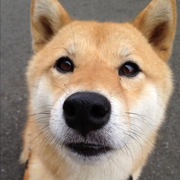 凯恩·瑞安:从全黑队新人到重要成员,逐渐步入巅峰,凯恩主角