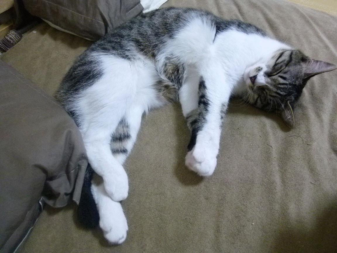 九游网游官网-弗朗索瓦·霍尔茨豪伊泽：无所不能的背后指挥官，掌控比赛节奏