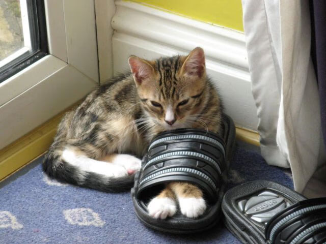 弗朗索瓦·霍尔茨豪伊泽：无所不能的背后指挥官，掌控比赛节奏