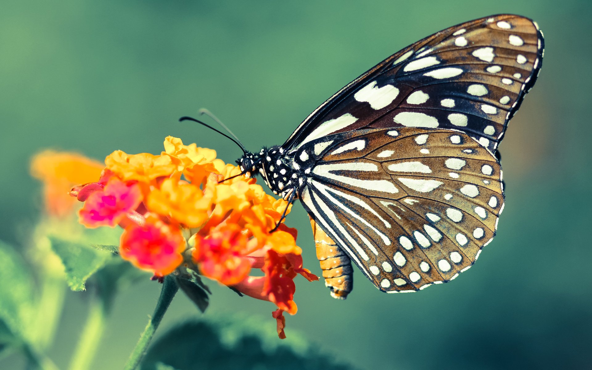 九游app下载中心-曼联在主场获胜，积分榜上升为第二