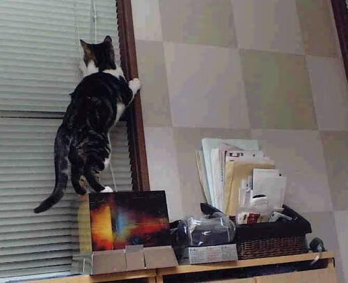 皮特·卡普尔通过精准传球和快速突破，带领袋鼠队在比赛中占据上风